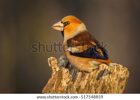 Haw finch in the forest.