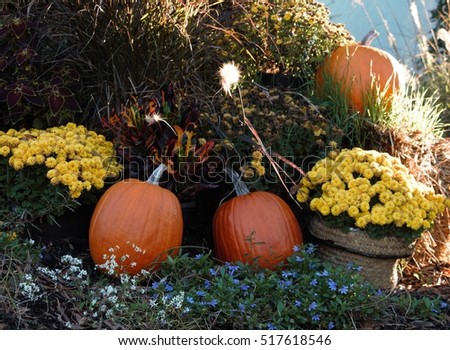 Autumn Garden Photograph with Pumpkins