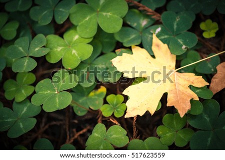 A single yellow maple leaf on clover. Fall leaf background picture.