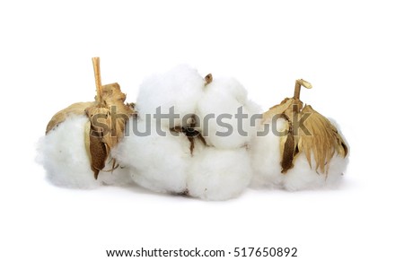 Cotton plant flower isolated on white background