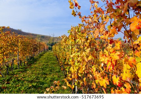 Autumn vineyard. Piedmont, Italy
