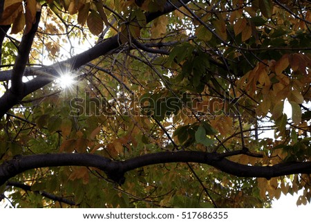 Sun Shining Through the Fall Leaves