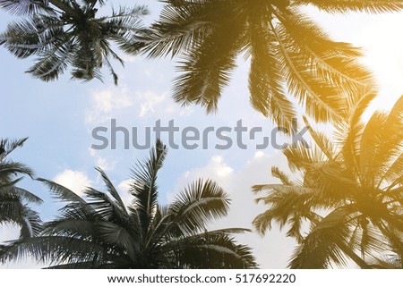 branch palm leaf trees on the cloud blue sky with beautiful sunset background
