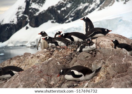 Nesting penguins, Gentoo penguin rookery, with glaciers and mountain n background., 	[Pygoscelis papua]	Neko Harbor, Andvord Bay,	Antarctica
