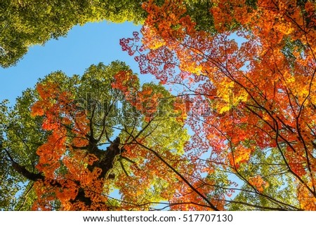 Early autumn maple leaf in pastel colors with garden