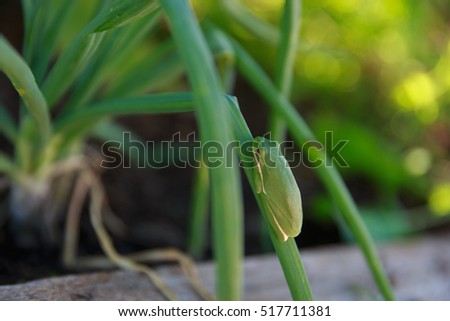 An American Green Tree Frog relaxes on an onion leave in a community garden in Austin, TX, USA.