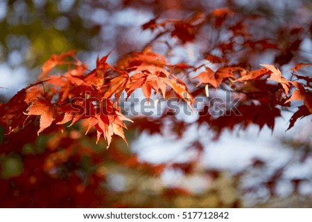 In the autumn of KOREA