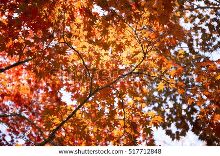 In the autumn of KOREA