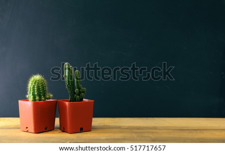 Cactus on the table in the studio