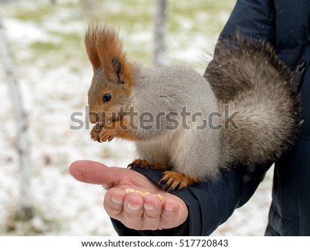 Squirrel eating nuts from man hand on a winter background
