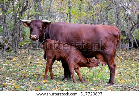 Mother and baby oxen nursing in a pasture