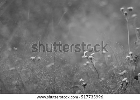 Blurred picture of glass flower in larch forest on high mountain.grass background.Flowers, spring black and white.selective focus.