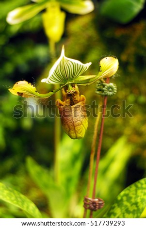 Lady's slipper orchid. Paphiopedilum Callosum in natural background, Paphiopedilum stonei x moquetianum, Orchidaceae family.