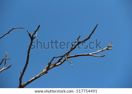 dry branches tree 
