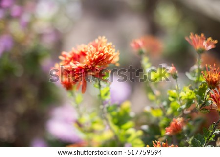 Series autumn flowers with bokeh