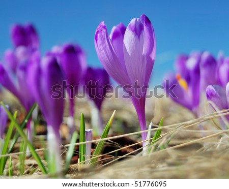The first flowers - Crocuses. Blossom, as soon as snow descends. The picture is made in mountains Carpathians, Ukraine. Spring.