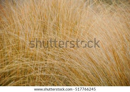 Close up dried grasses in forest, nature abstract background
