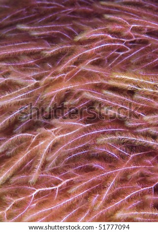 Detail of the uncommon Slimy noodle weed (Trichogloea sp.). Ras Umm Sid, Red Sea, Egypt.