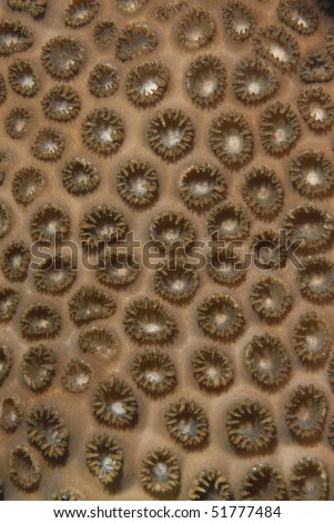 Rubber coral (Palythoa tuberculosa) detail. Naama bay, Red Sea, Egypt.