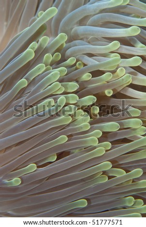 Macro of magnificent anemone's (Heteractis magnifica) fluorescent green-tipped tentacles. Sharm el Sheikh, Red Sea, Egypt.