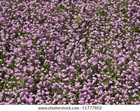 pink flowers background horizontal