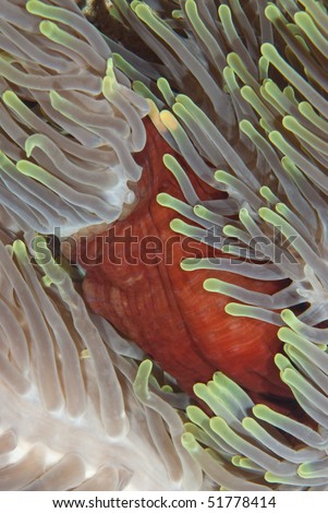 Detail shot of a Magnificent anemone's (Heteractis magnifica) vibrant red mantle and fluorescent green-tipped tentacles. Sharm el Sheikh, Red Sea, Egypt.
