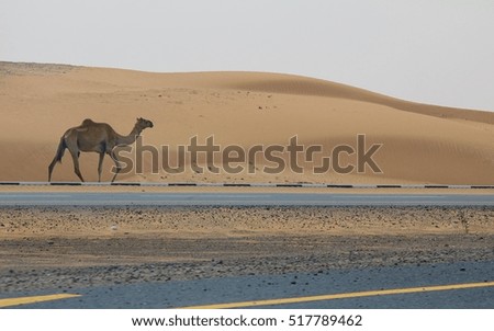 A wild camel walks on the road next to a desert in Dubai, UAE