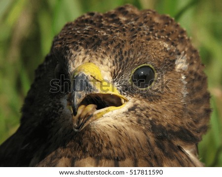 face eagle closeup