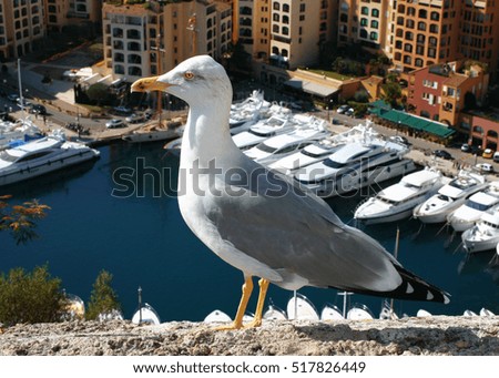 lonely seagull perched on a pier yachts in Monaco