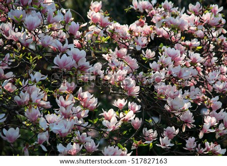 magnolia blossom with many colors in spring