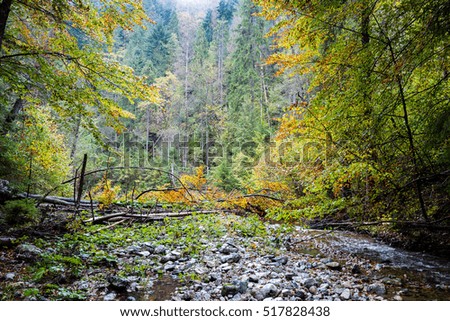 mountain river in autumn with stream and high water in forest