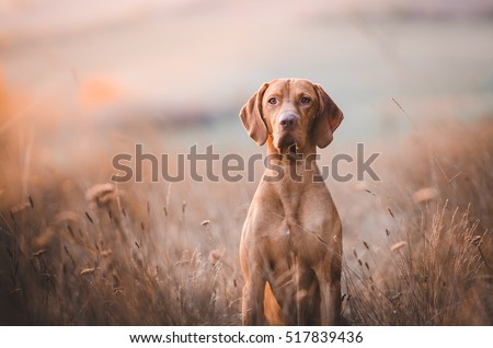 Hungarian pointer hound dog Royalty-Free Stock Photo #517839436