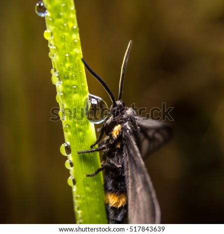 Bug macro ,on a green leaf as background