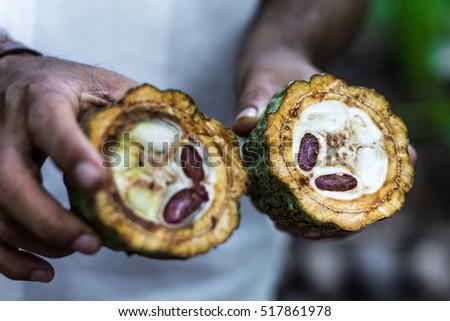 Fresh Cocoa fruit in farmers hands. Organic cacao beans - healthy food. Cut of raw theobroma cacao in Sri Lanka cocoa pod plantation Royalty-Free Stock Photo #517861978