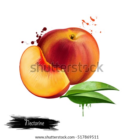 Nectarine illustration isolated on white. Tropical fruit. Peach Prunus persica deciduous tree bears edible juicy fruit called peach or nectarine. Almond. Digital art. Watercolor illustration. Clip art