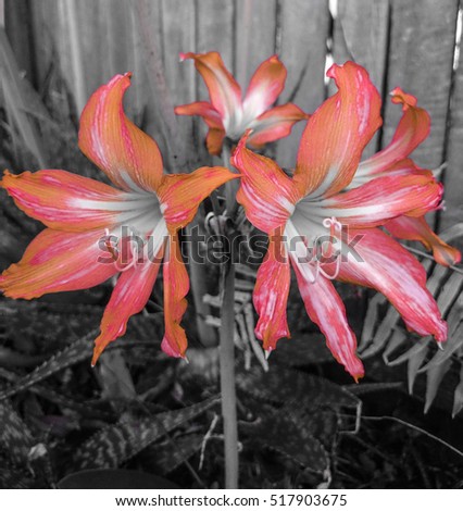 Bright Red & Orange flowers. Photo has been manipulated to give it a more artistic look and to allow the colour of the flowers to be the main focus. Taken in Brisbane, Australia.
