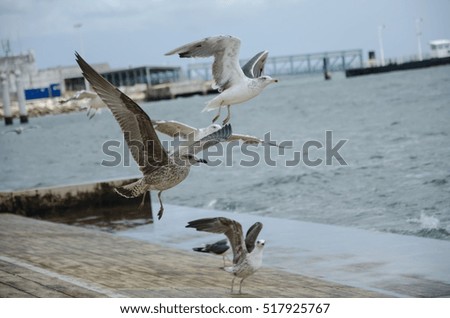 Seagulls in Lisbon