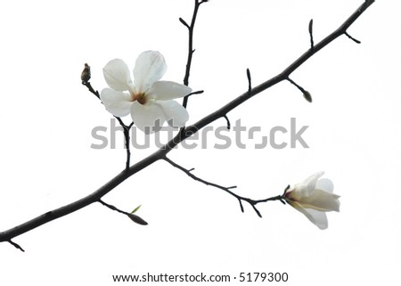 White magnolia on the branch isolated over white background