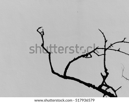 Twigs on white wall
