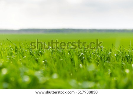 Green field and sky with clouds