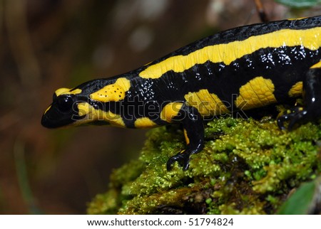 A close up of a pregnant female fire salamander in the Spanish Pyrenees Mountains