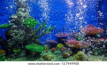 A marine aquarium with fishes and corals