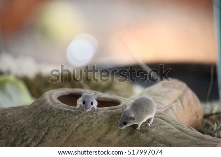 Two African Pygmy Mouses