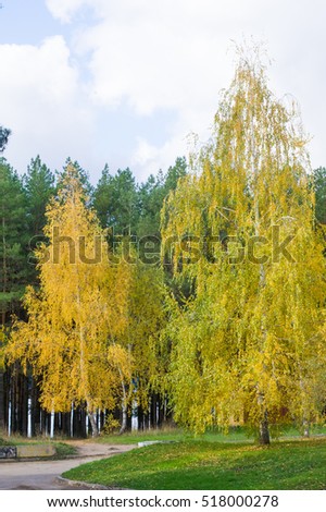 Autumn in the forest, the forest deciduous tree, fall colors painted wood