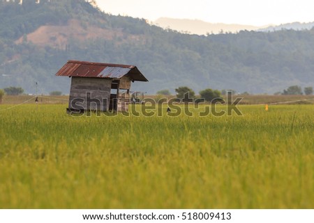Hut and rice field in nature , The hut with blur paddy field (Image has grain or subject is blurry or noise or out of focus and soft focus when view at full resolution.)