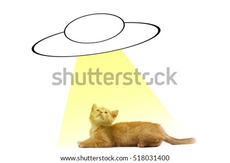 Little red kitten on a white background with the pictured UFO