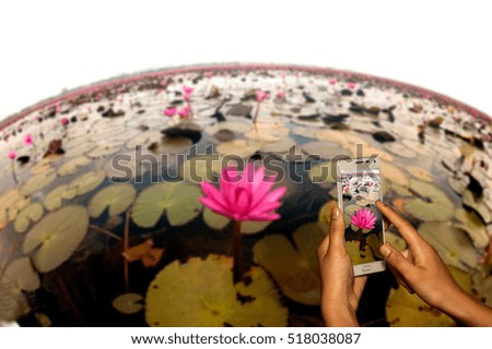 Hand of photographer with smart phone shooting image on blurred  of water lily on lake background