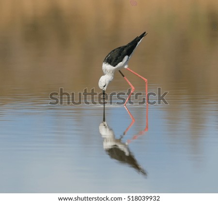 Black-winged Stilt with Reflection Foraging