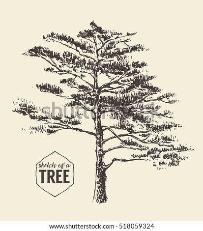 Pine tree vintage illustration, engraved style, hand drawn, sketch