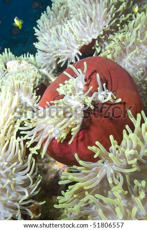 Magnificent anemone (Heteractis magnifica), pictured here closed and showing the red mantle. Anemones close up like this to feed. Anemone City, Ras Mohammed National park, Red Sea, Egypt.